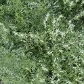 Artemisia schmidtiana 'Nana' (2)
